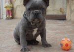 Francia Bulldog, kislány