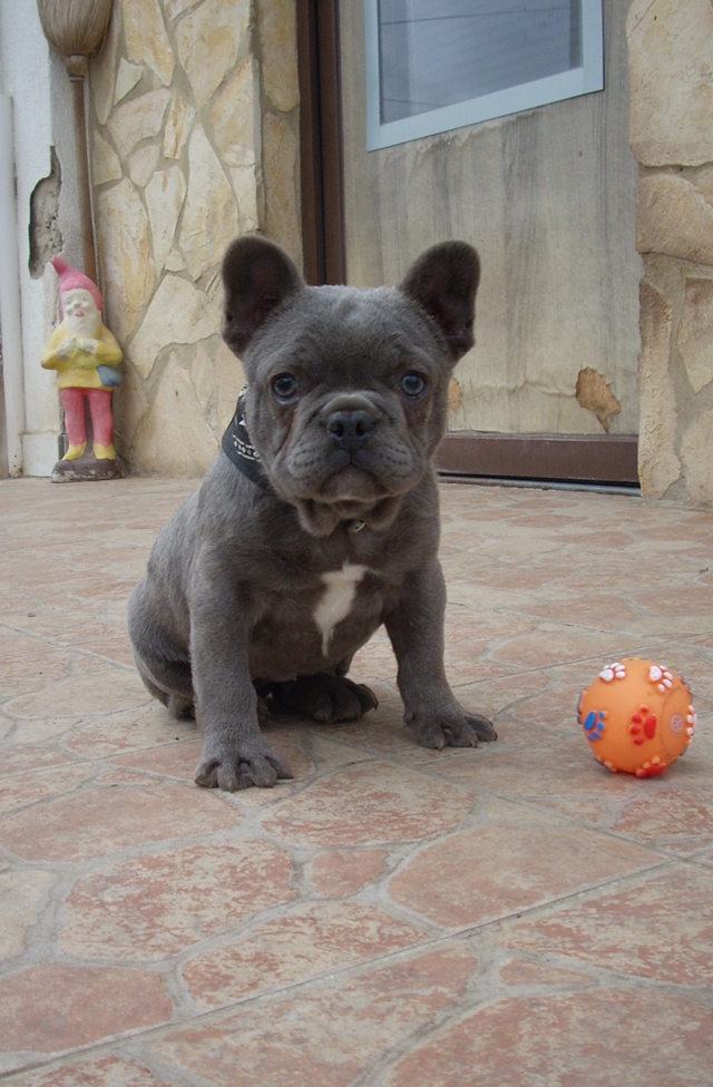 Francia Bulldog, kislány