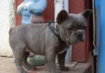 Francia Bulldog, kislány