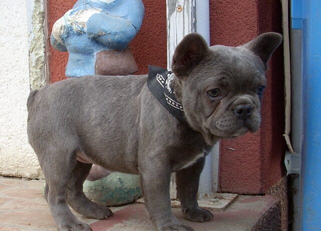 Francia Bulldog, kislány