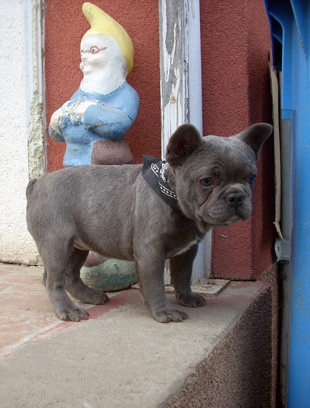 Francia Bulldog, kislány