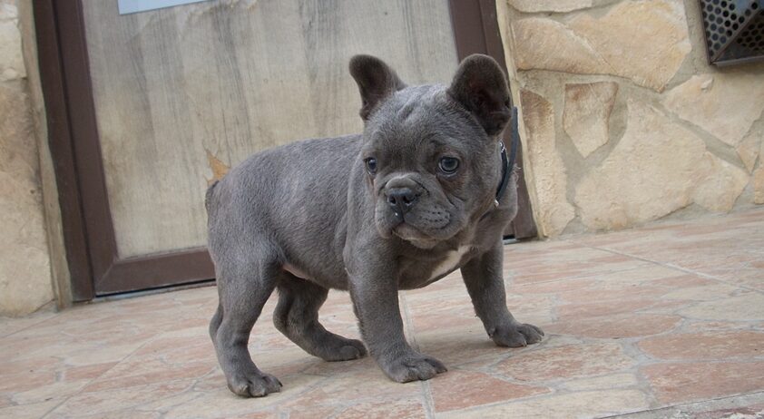 Francia Bulldog, kislány