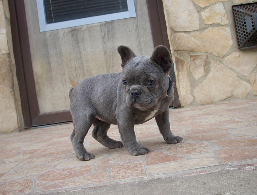Francia Bulldog, kislány
