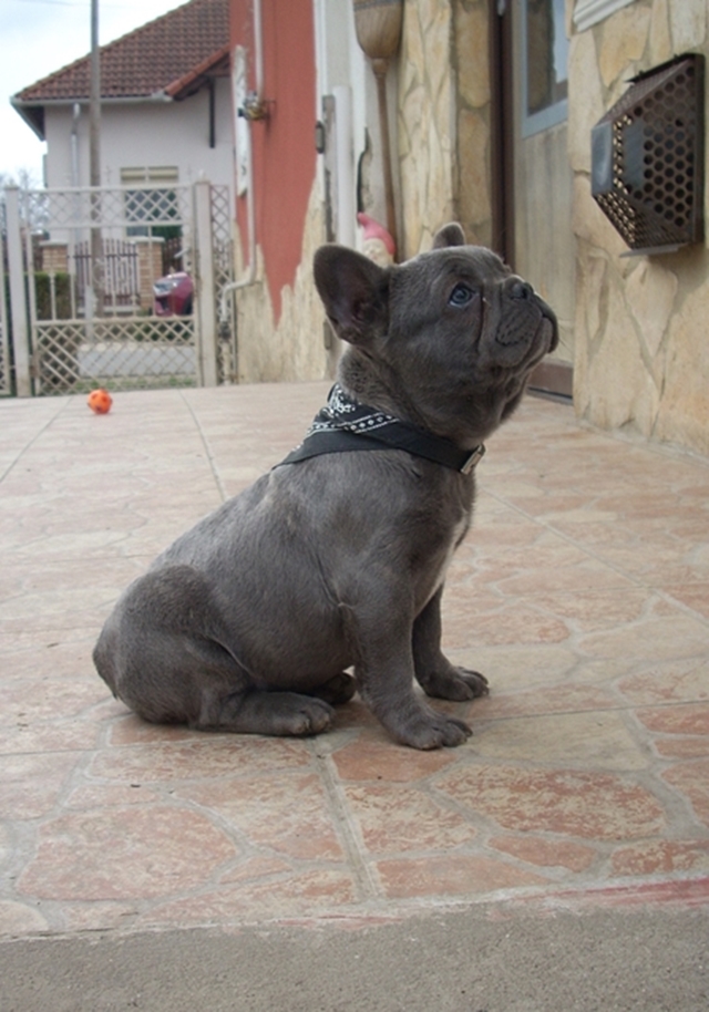 Francia Bulldog, kislány